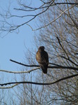 SX12298 Buzzard on branch.jpg